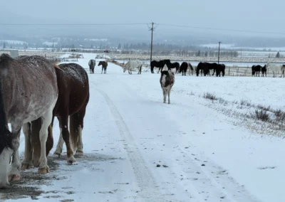 Wild Horses
